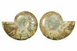 Cut & Polished Ammonite Fossil - Madagascar #364774-1